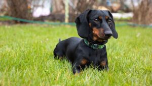 Il giudice esorta il consiglio a rendere obbligatoria la formazione sulla "libertà di credo"