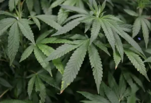 I federali mantengono i test sulla marijuana per i lavoratori nonostante l’ordine di riclassificazione di Trump